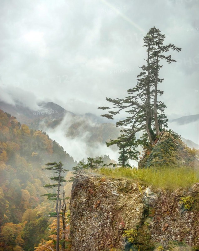 Hakusan National Park, Maiden Pine (Pinus parviflora), Super Rindo Forest Road, Hakusan National Park, Honshu, Japan