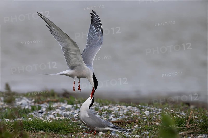 Common Tern (Sterna hirundo), Texel, Netherlands