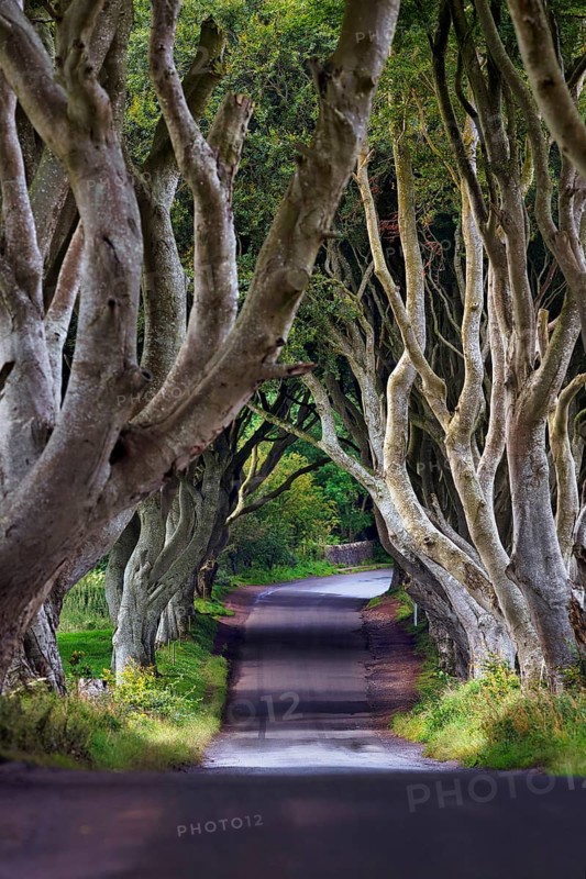 Famous beech avenue, The Dark Hedges, lonely tunnel avenue, film set, film location for Game of Thrones, morning light, Ballymoney, County Antrim, Northern Ireland, Great Britain