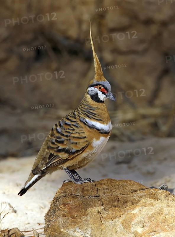 Spinifex Pigeon (Geophaps plumifera), Queensland, Australia