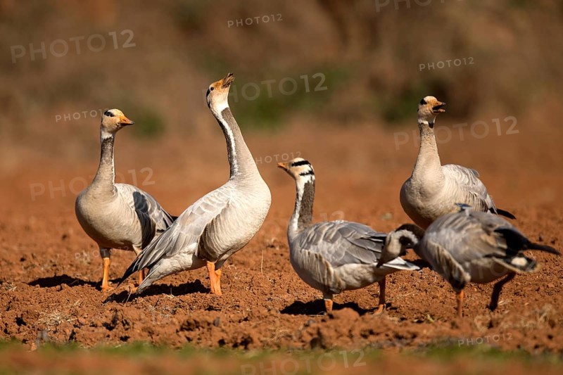 Bar-headed Goose (Anser indicus), Yunnan, China