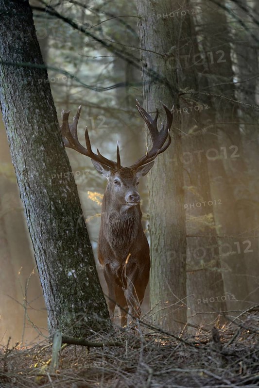 Red Deer (Cervus elaphus) stag in morning fog, North Rhine-Westphalia, Germany