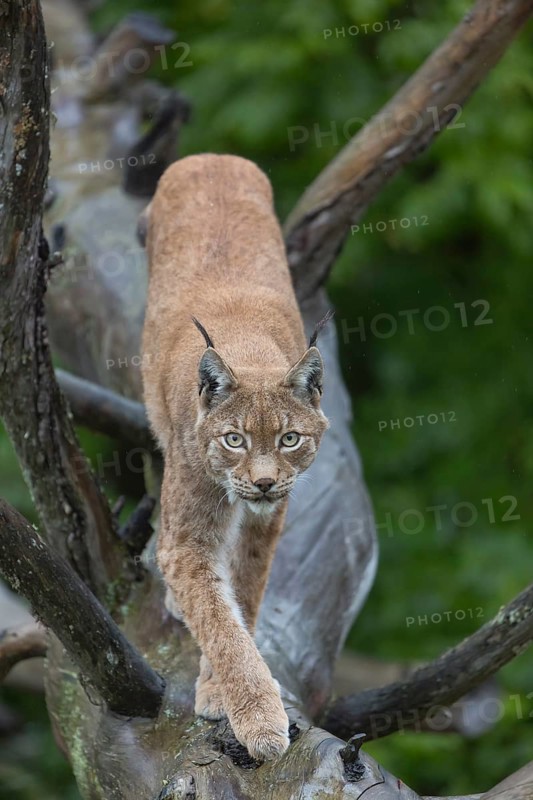 One Eurasian lynx, (Lynx lynx), walking on fallen dead tree with a green natural background and autumnal leaves in the foreground