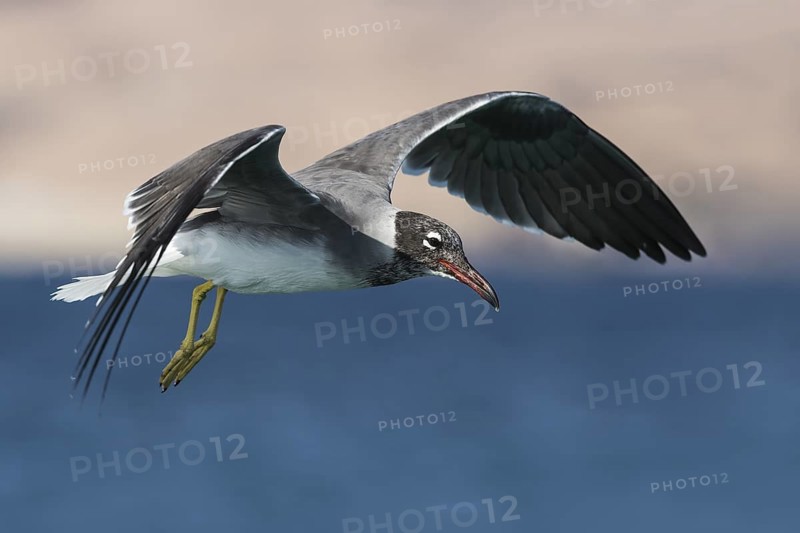 White-eyed Gull (Ichthyaetus leucophthalmus) flying, Eilat, Israel