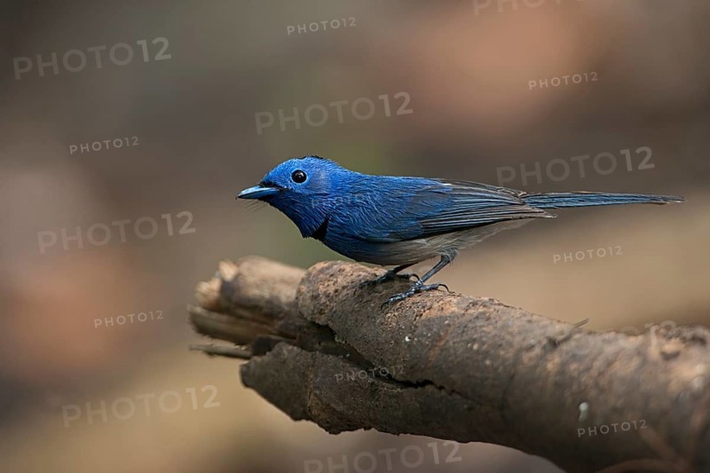 Black-naped Monarch (Hypothymis azurea) male perched on an old branch, West Bengal, India
