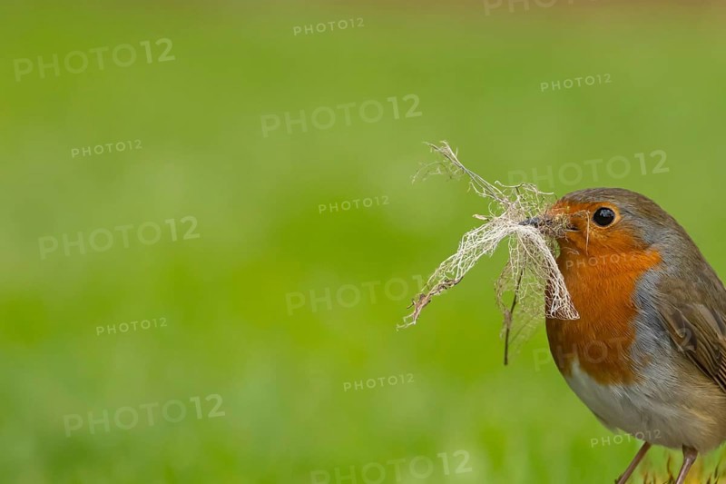 European robin (Erithacus rubecula) adult garden bird with nesting material in its beak in spring, Suffolk, England, United Kingdom