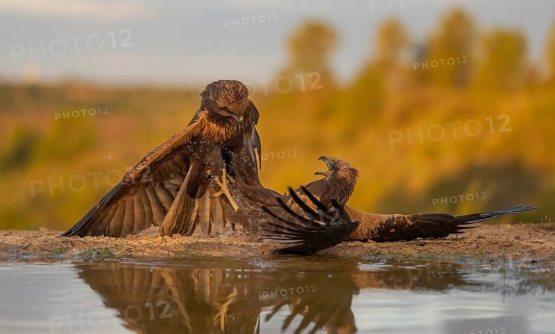 Striking image showing a confrontation between two majestic eagles by a small pond, with vibrant fall foliage in the background