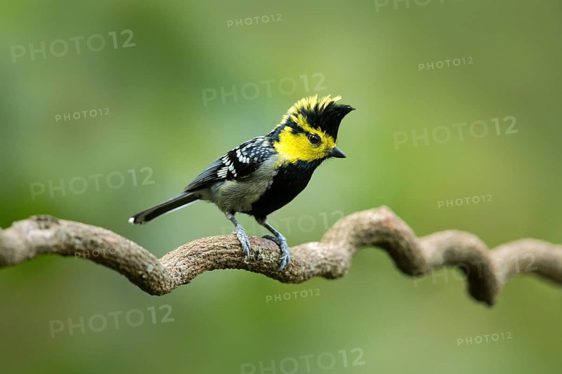 Yellow-cheeked Tit (Machlolophus spilonotus) male, Yunnan, China