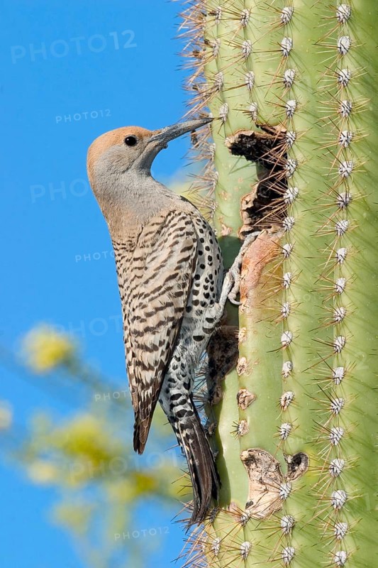 Gilded Flicker Colaptes auratus Tucson, Pima Co., ARIZONA, USA 29 April Adult Female Picidae