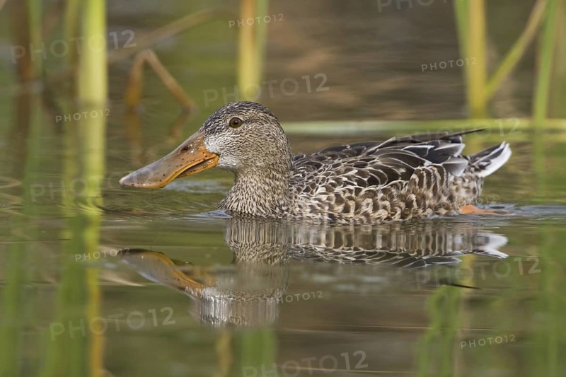 Northern Shoveler (Spatula clypeata) female, British Columbia, Canada