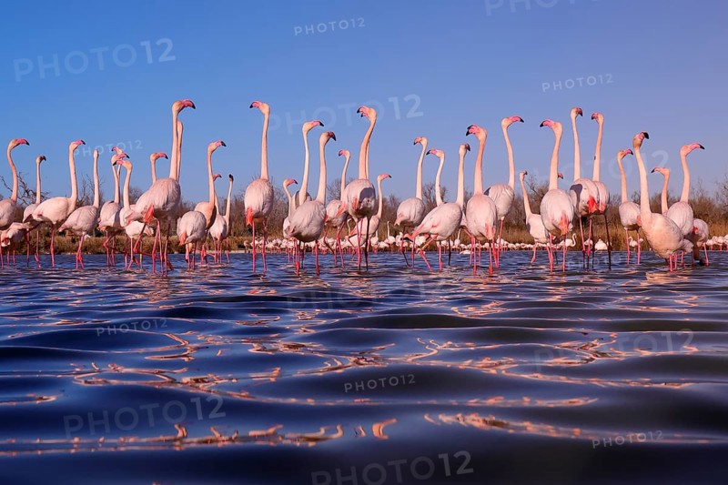 A captivating scene of pink flamingos in the nuptial stop, gathered in a shallow lake in the French Camargue under a soft evening light