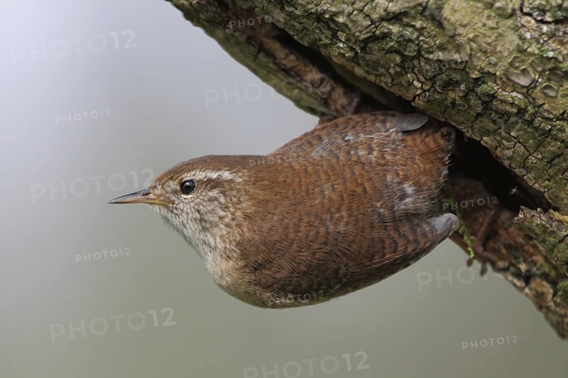 Eurasian Wren (Troglodytes troglodytes), North Rhine-Westphalia, Germany