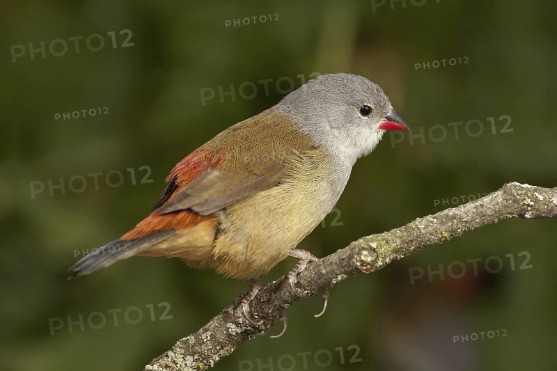 Yellow-bellied Waxbill (Coccopygia quartinia)