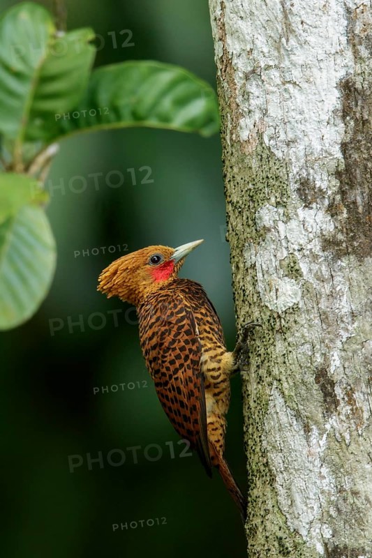 Waved Woodpecker (Celeus undatus) perched on a branch in the rainforest of Guyana