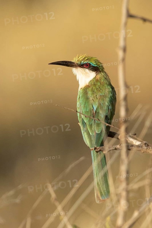 Somali Bee-eater (Merops revoilii), Samburu, Kenya