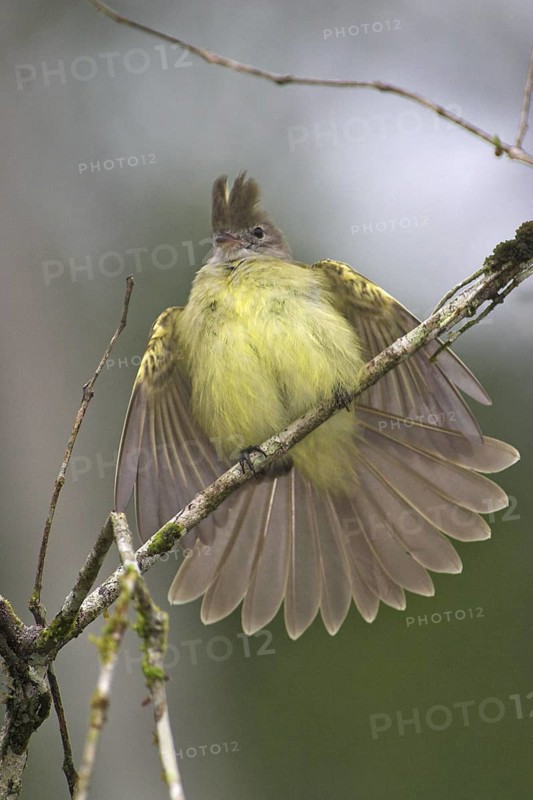 Yellow-bellied Elaenia (Elaenia flavogaster), Costa Rica