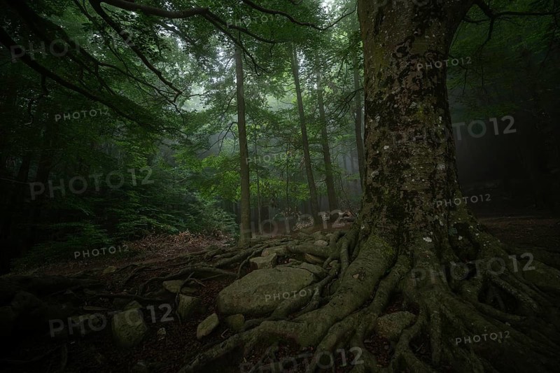 Misty forest with towering trees and sprawling roots, creating an enchanting, serene atmosphere. The lush green foliage and textured bark enhance the tranquil ambiance