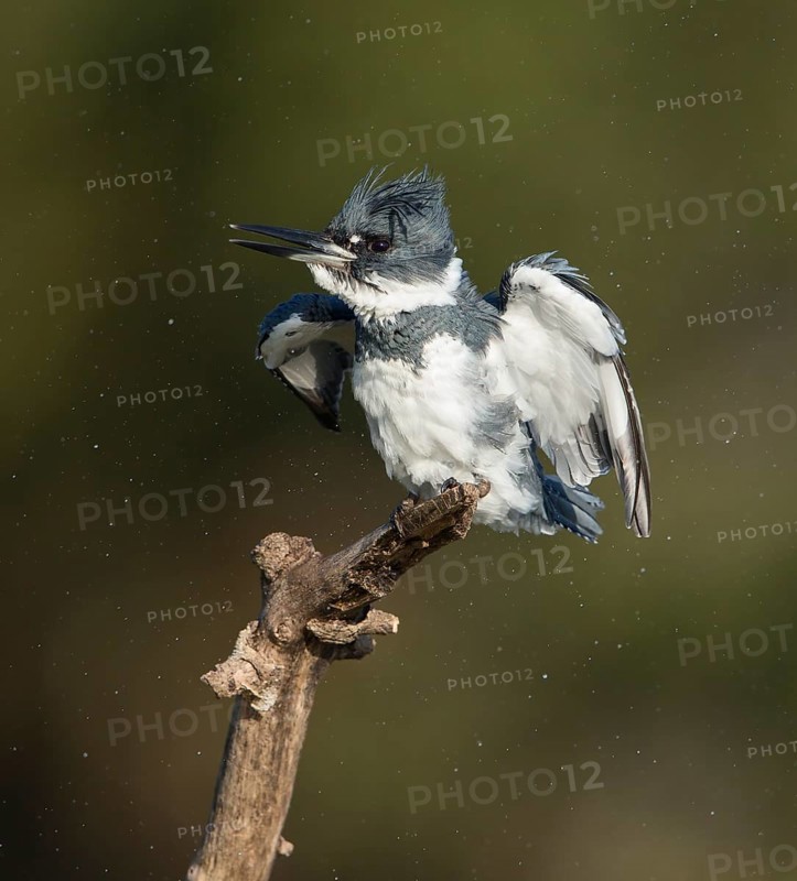 Belted Kingfisher (Megaceryle alcyon) male, Florida, USA