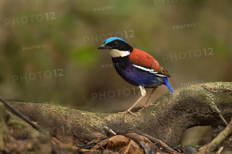 Blue-headed Pitta (Hydrornis baudii) male, Sabah, Malaysia