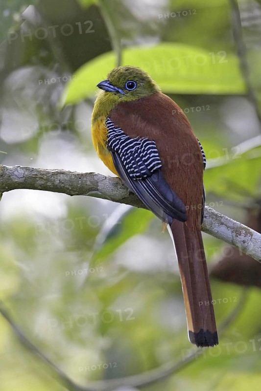 Orange-breasted Trogon (Harpactes oreskios), Malaysia