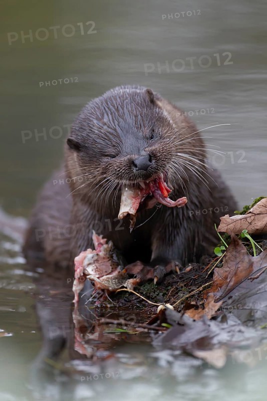 Eurasian otter (Lutra lutra) adult animal feeding on a fish on a river bank, England, United Kingdom