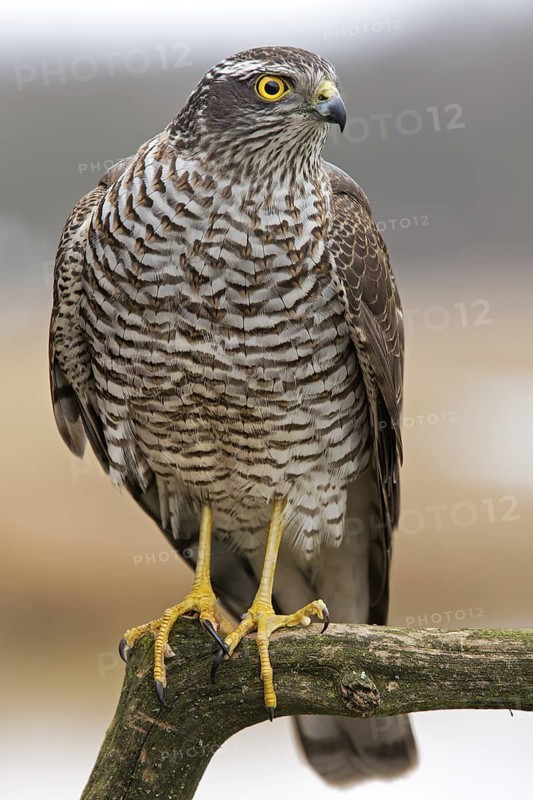 Eurasian Sparrowhawk (Accipiter nisus), Saxony-Anhalt, Germany