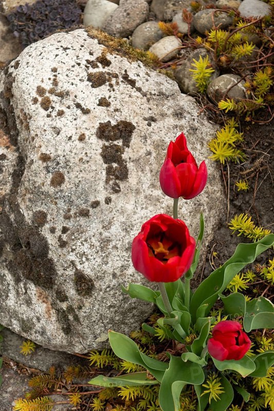 Garden tulips, gravel bed, native garden, East Frisia, Germany