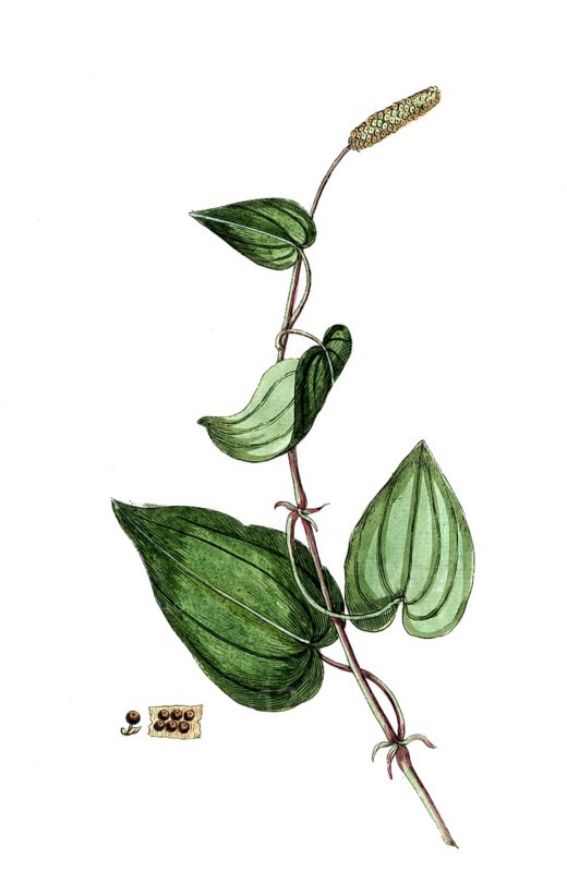 Piper longum, long pepper, long pepper, digital reproduction of a historical original, between 1790 and 1810