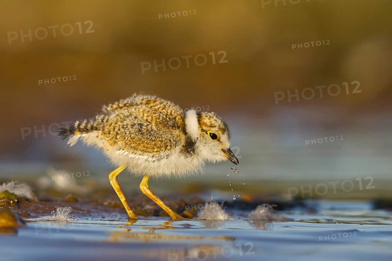 Little Ringed Plover (Charadrius dubius) chick, North Rhine-Westphalia, Germany
