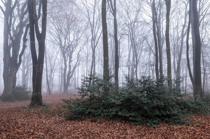 Beech forest (Fagus sylvatica) in the fog, Emsland, Lower Saxony, Germany