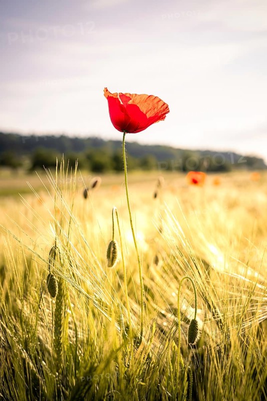 Bright red poppy blossom in the middle of a green field under soft sunlight, Black Forest, Gechingen, Germany