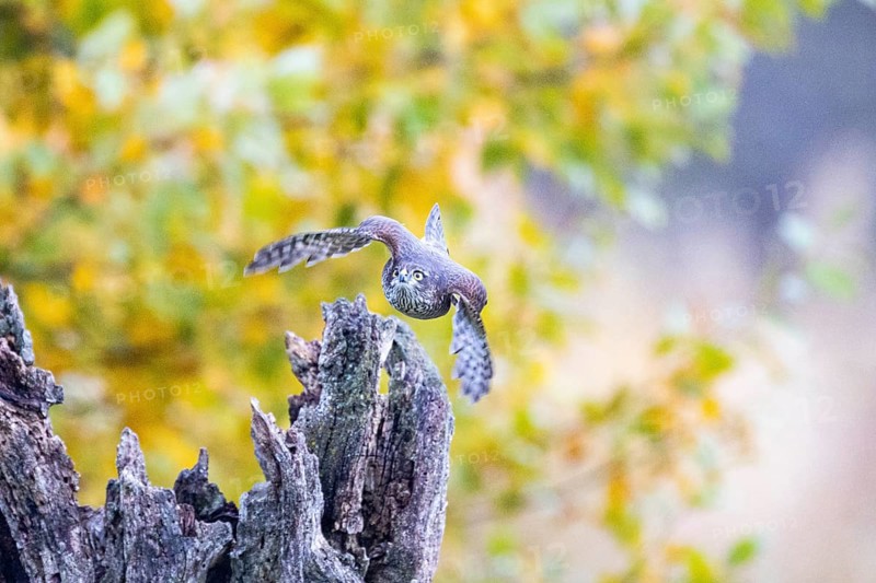 Sparrowhawk (Accipiter nisus) Germany