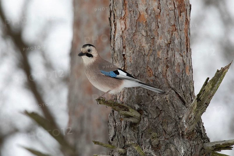 Jay in a park. Krasnodar. Russia