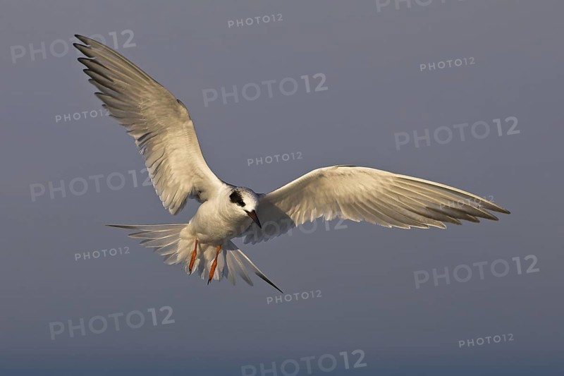 Forster's Tern (Sterna forsteri) flying, Florida, USA