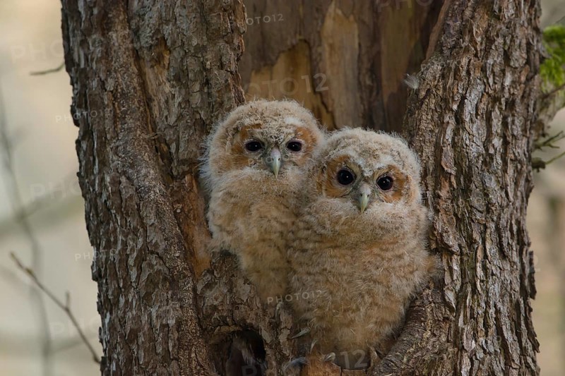 Tawny Owl (Strix aluco) two chicks looking out from breeding hole, Saxony, Germany