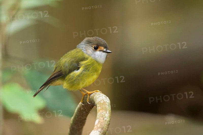 Pale-yellow Robin (Tregellasia capito nana) perched on a branch, Queensland, Australia