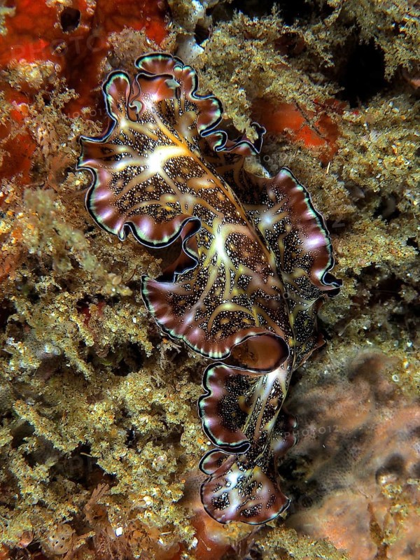 A Persian carpet swirl worm (Pseudobiceros bedfordi) with a striking pattern and wavy edges crawls across a sandy seabed. Dive site Sodwana Bay National Park, Maputaland Marine Reserve, iSimangaliso Wetland Park, KwaZulu Natal, South Africa