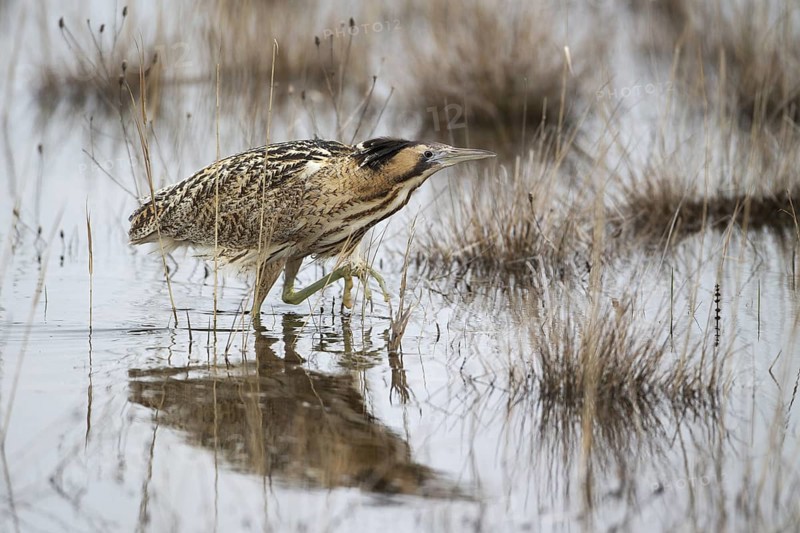 Eurasian Bittern (Botaurus stellaris) foraging, Burgenland, Austria