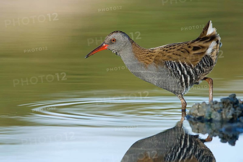 Water Rail (Rallus aquaticus) foraging, Tuscany, Italy