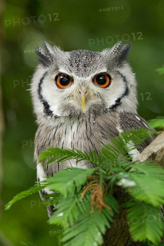 Northern White-faced Owl (Ptilopsis leucotis) captive, Germany