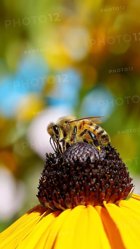 European honey bee (Apis mellifera), collecting nectar from a yellow coneflower (Echinacea paradoxa), close-up with bokeh in the background, macro photograph, Wilnsdorf, North Rhine-Westphalia, Germany