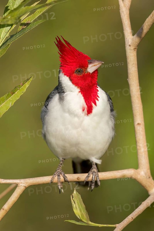 Red-crested Cardinal (Paroaria coronata) perched on a branch in the Pantanal of Brazil