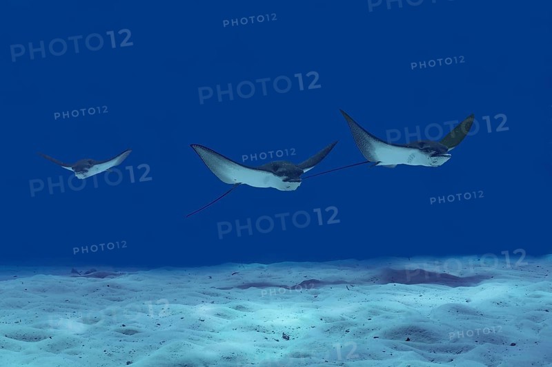 A trio of spotted eagle rays swims gracefully over the sandy seabed in the crystal-clear waters of the Maldives, displaying their distinctive patterns and elegant movements