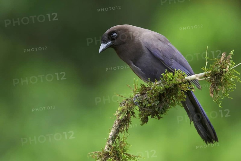Purplish Jay (Cyanocorax cyanomelas) perched on a branch in Bolivia, South America