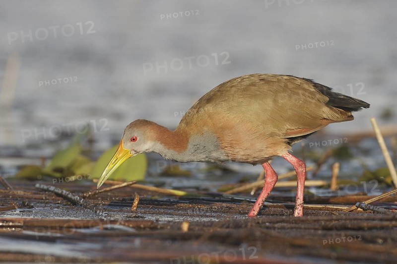 Giant Wood Rail (Aramides ypecaha) foraging, Corrientes, Argentina