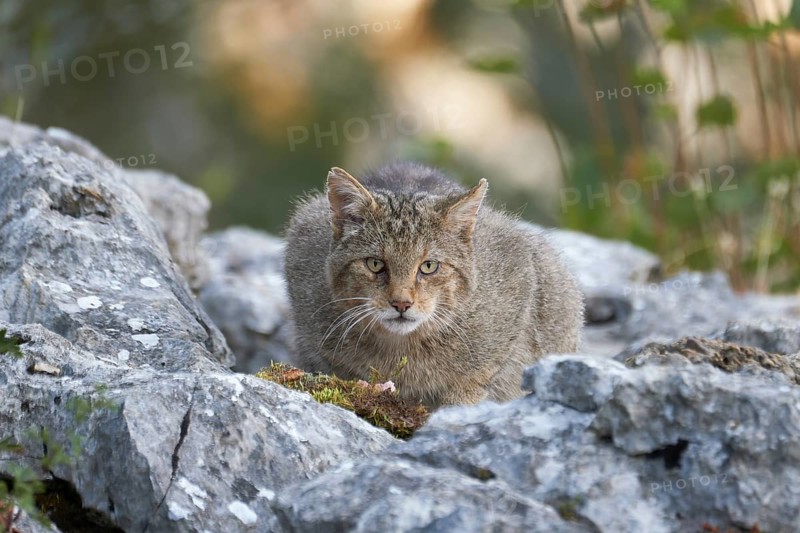 Wild Cat (Felis silvestris) female resting on rocks, Castile-León, Spain