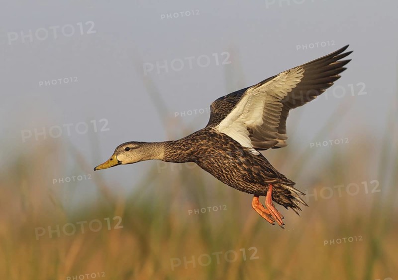Mottled Duck (Anas fulvigula) male flying, Florida, USA