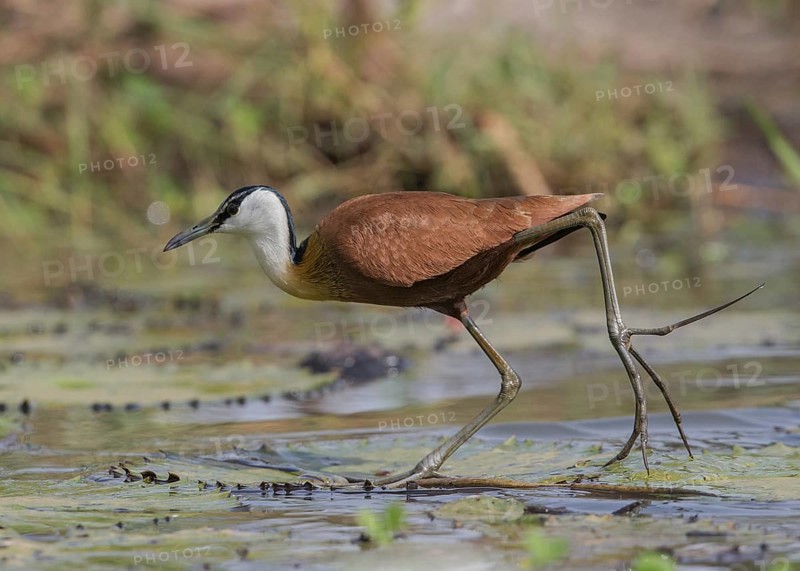 African Jacana (Actophilornis africanus) foraging, Gambia