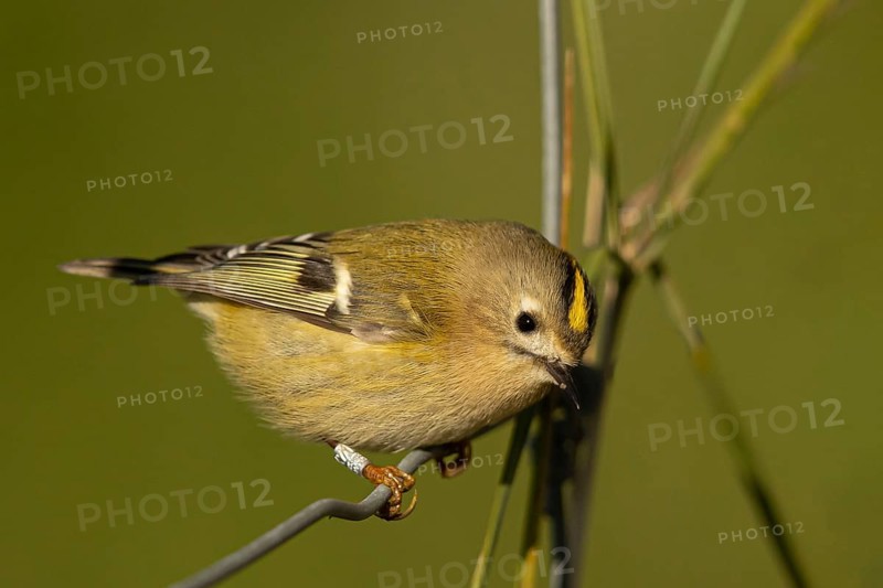 Goldcrest (Regulus regulus), Smaland, Sweden
