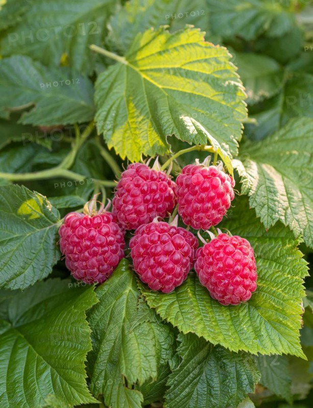 Dwarf raspberry (Rubus idaeus RUBY BEAUTY), Cambridge Botanical Garden, Germany